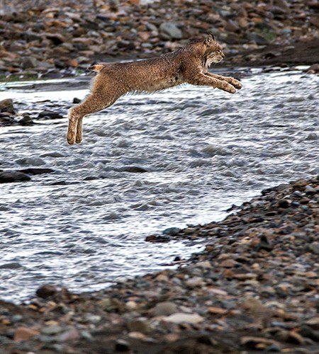 a lynx jumps across a braided river channel