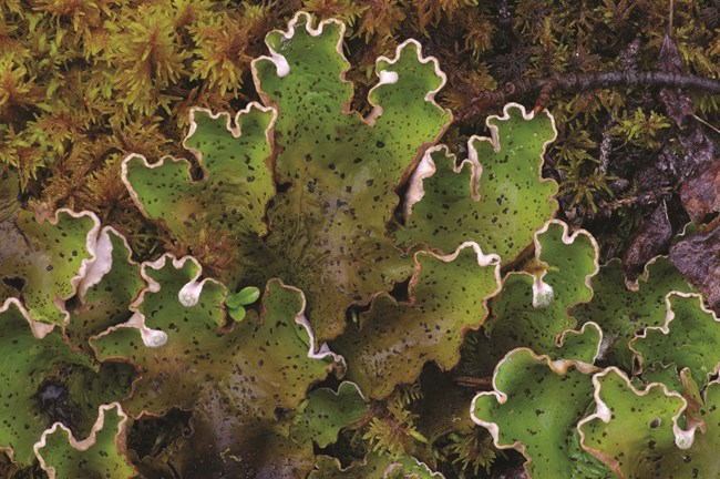 Close-up view of green lichen with black spots and wavy, scalloped edges.