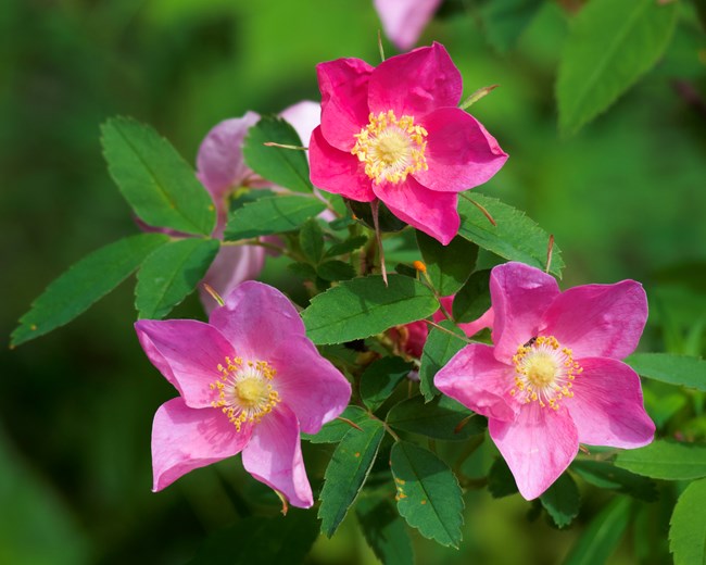 Three bright pink flowers against a green background. Each flower has five petals and a yellow center.