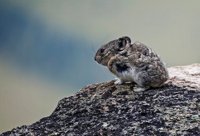 a pika perched atop a rock