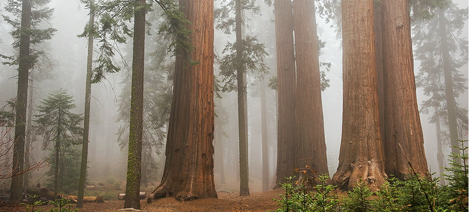 sequoia trees stand in fog
