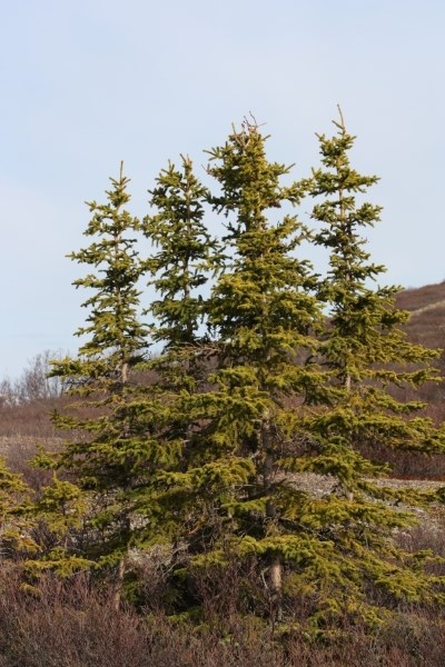 A small stand of four spruce trees surrounded by brown shrubs.