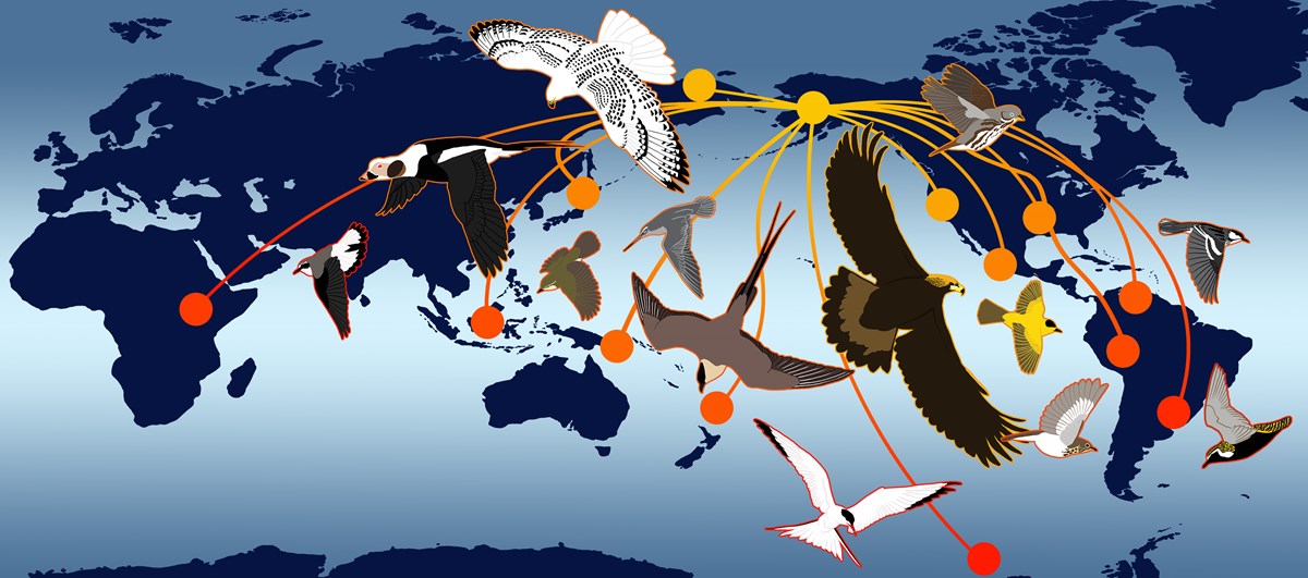 Illustration of bird migration paths