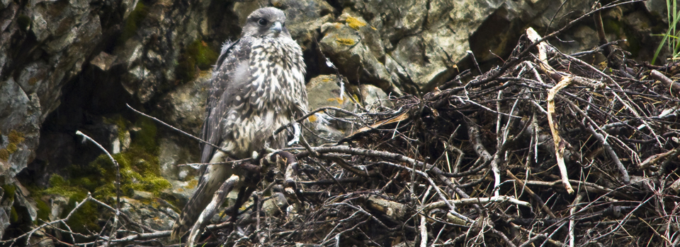 Birds perch in large nest
