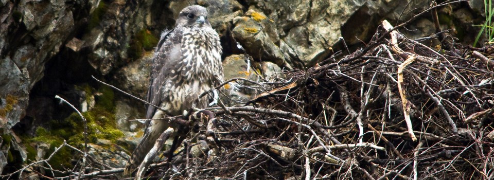 Birds perch in large nest