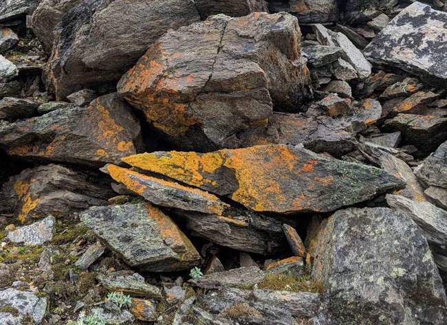 brown and gray rocks covered in orange lichen