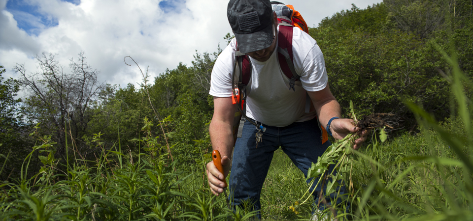 a man bends down to pull invasive dandelions