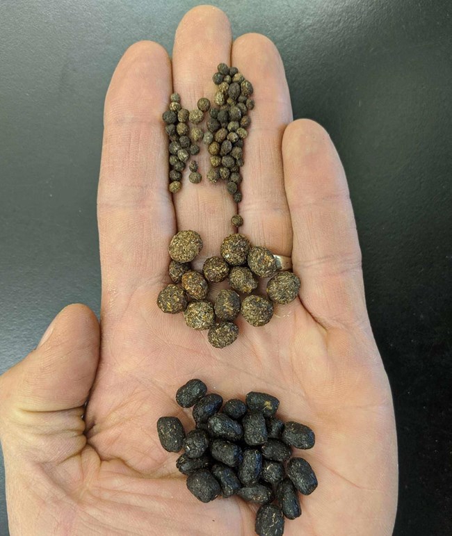 a closeup of a hand holding three types of scat, arrayed from smallest at the fingers to largest, by the wrist