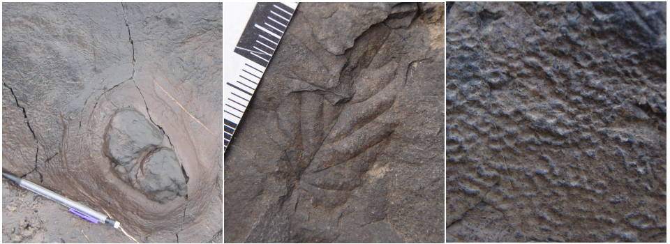 trace fossil that show dinosaur dung, a leaf imprint, and a skin imprint