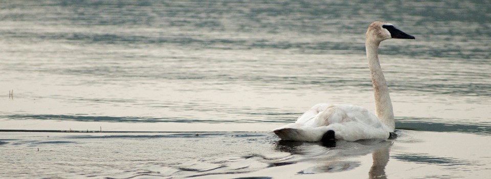 Large white bird swims in water