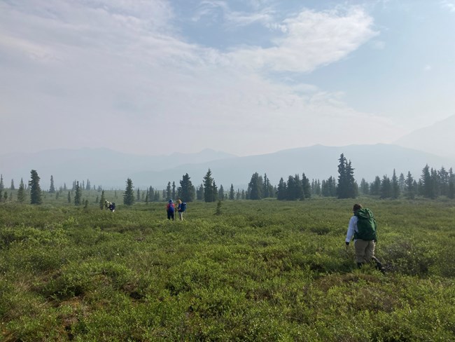 Five people hike through a field of small shrubs about knee-high.