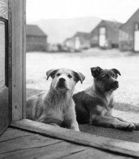 Image of sled dog pups in the 1930s