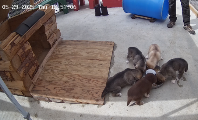 Five puppies gathered around a food bowl in front of a wooden doghouse. They are inside of a large, fenced pen with several toys and structures to climb on.