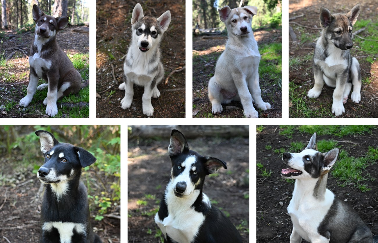 A collage of seven photos of young Alaskan husky puppies. One puppy is brown and white, one is light tan, three are gray and white, and the remaining two are black and white.