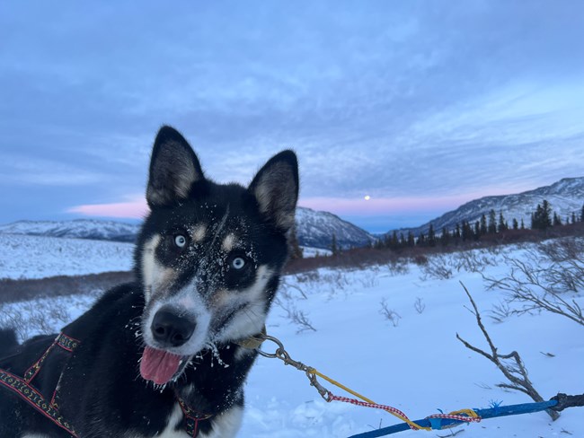 Black dog in front of alpenglow with his tongue out and head sideways