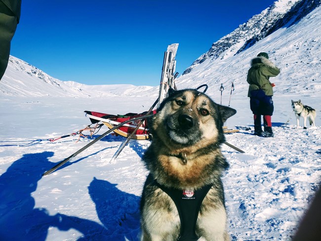 A sled dog cheeses in front of a sled