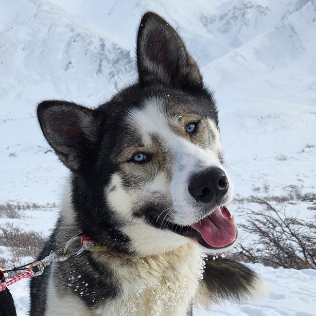 Headshot of white and grey sled dog