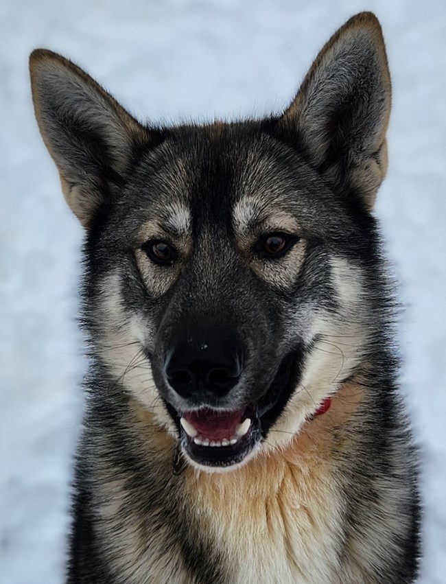 Headshot of a tan sled dog