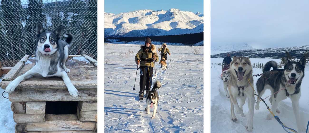 Three photos of a white and grey sled dog