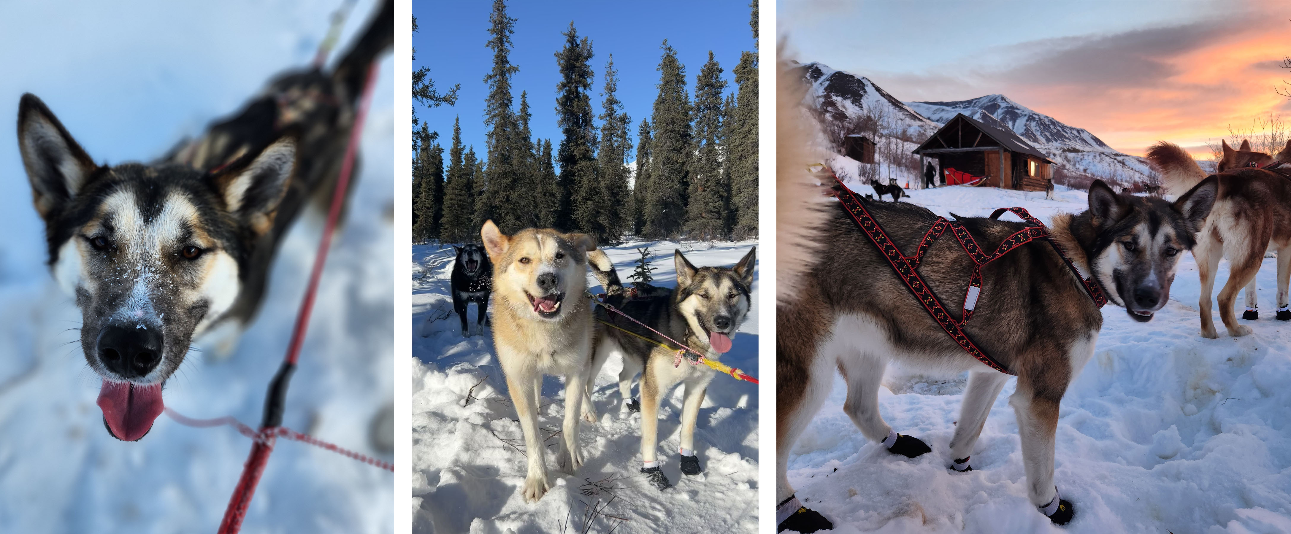 A tan sled dog looks up at the camera, two huskies smile in the sun, A tan sled dog stands in front of a log cabin in the morning