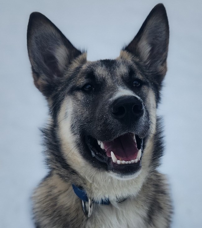 Headshot of a grey sled dog