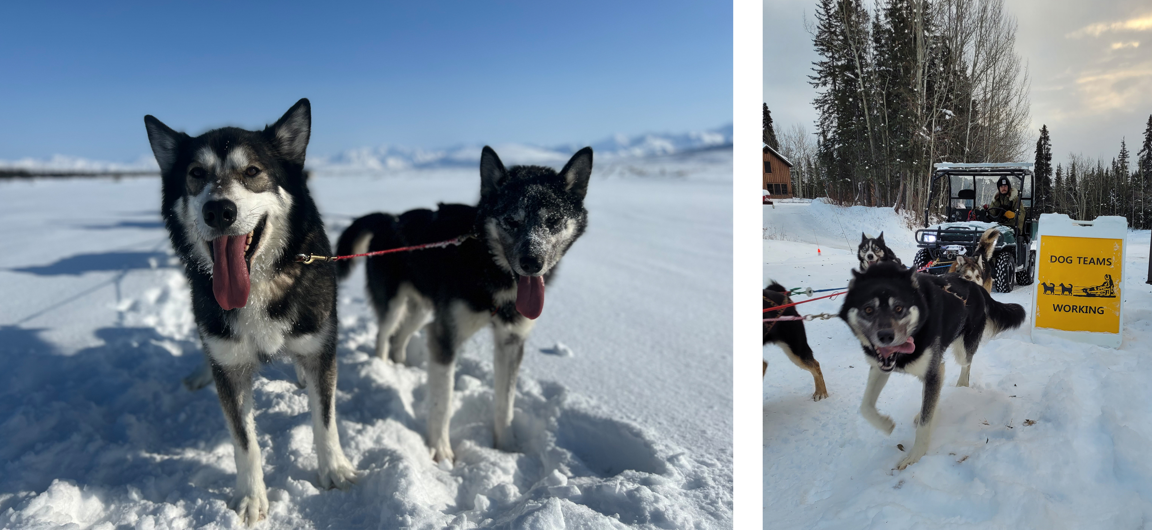 Two photos of a black husky