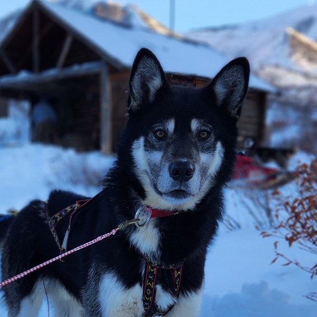 black dog stares at camera in front of cabin
