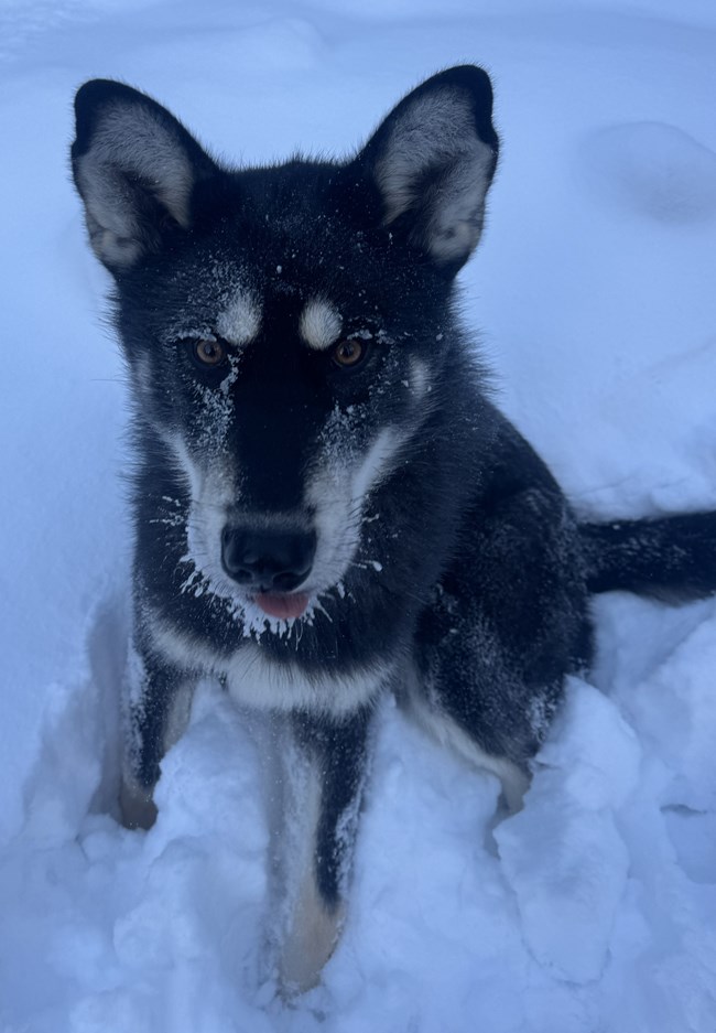 A black and grey dog sits in the snow with his tongue out