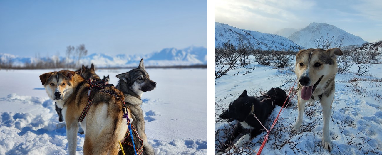 Two photos of a tan sled dog pulling a sled