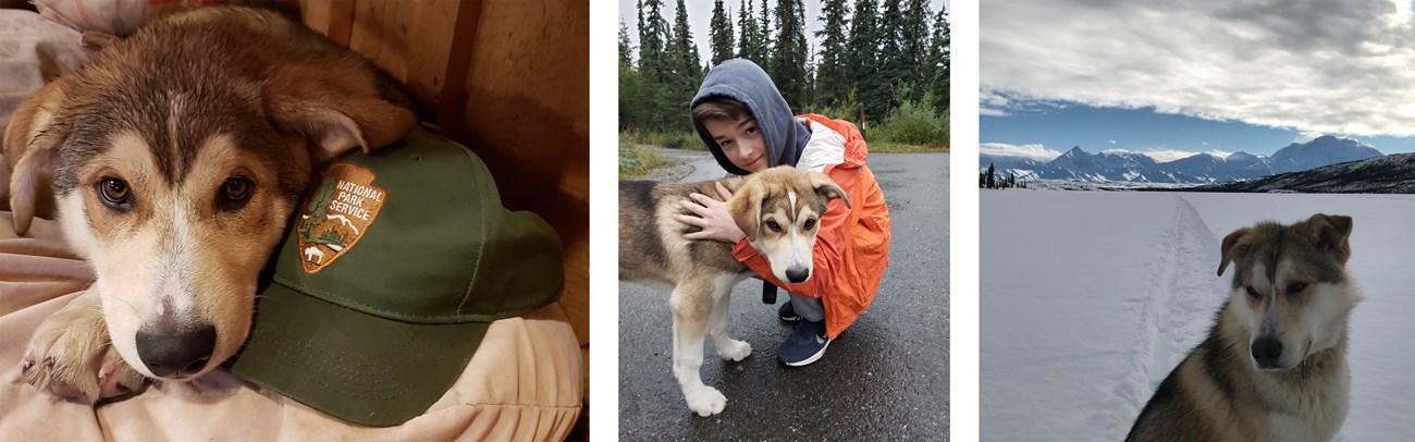 Three photos of a tan husky puppy growing up