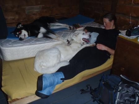Dogs and humans in patrol cabin after hard day of breaking trail