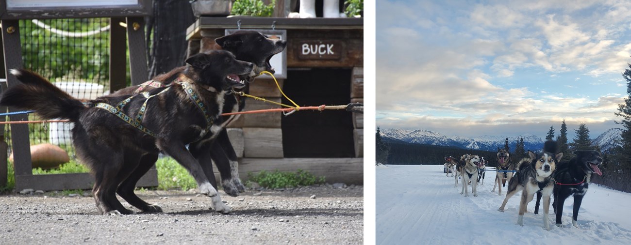 Two photos of Happy, the sled dog
