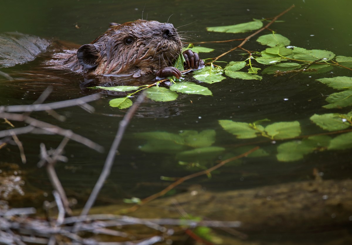 a beaver in a pond