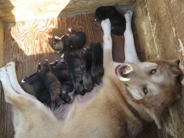 Sled dog and eight puppies in dog house