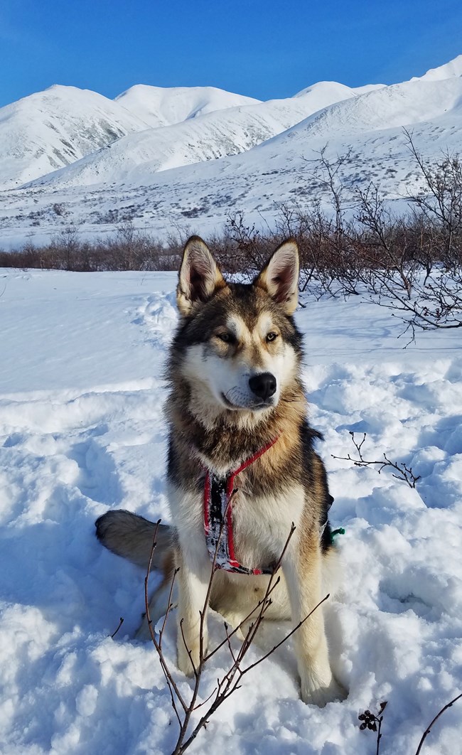 a sled dog sitting in a snowy landscape