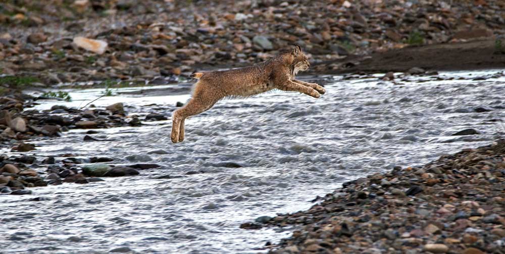 a lynx leaping over a shallow river