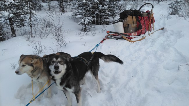 Two dogs pull a fully loaded sled