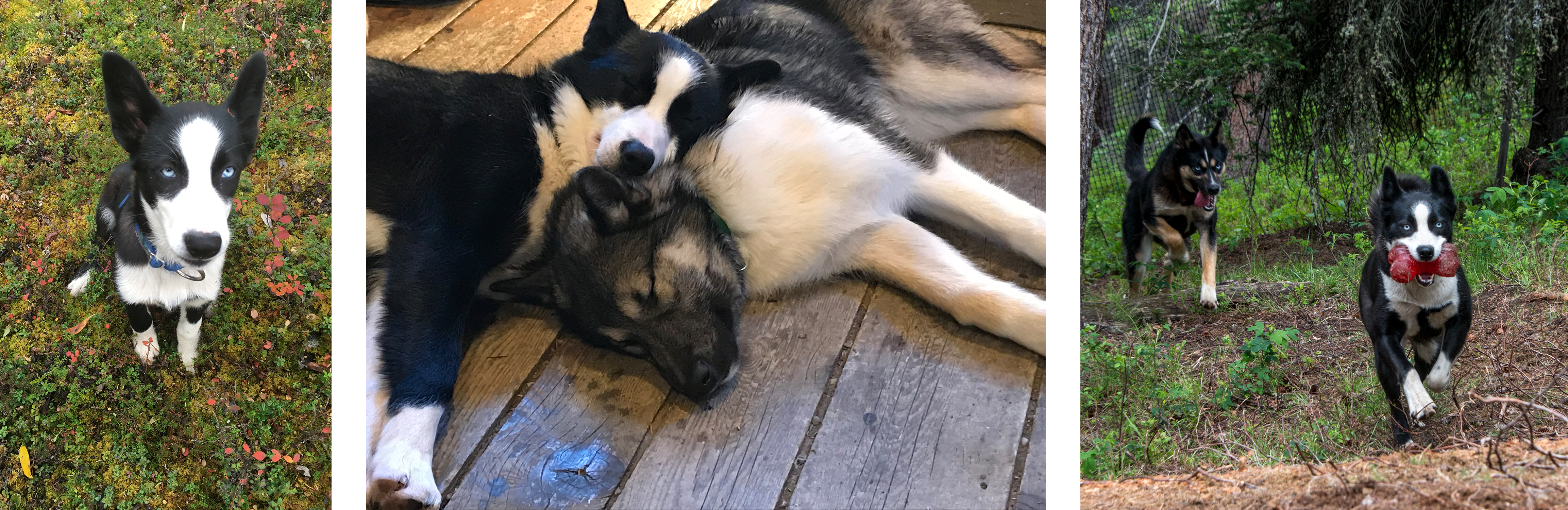 Three photos of a black and white husky growing up