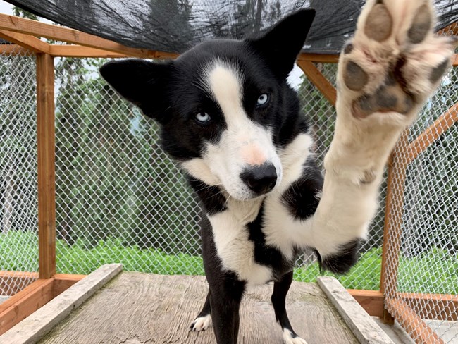 black and white dog high fives camera