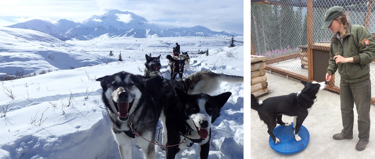 Two photos of a black and white sled dog