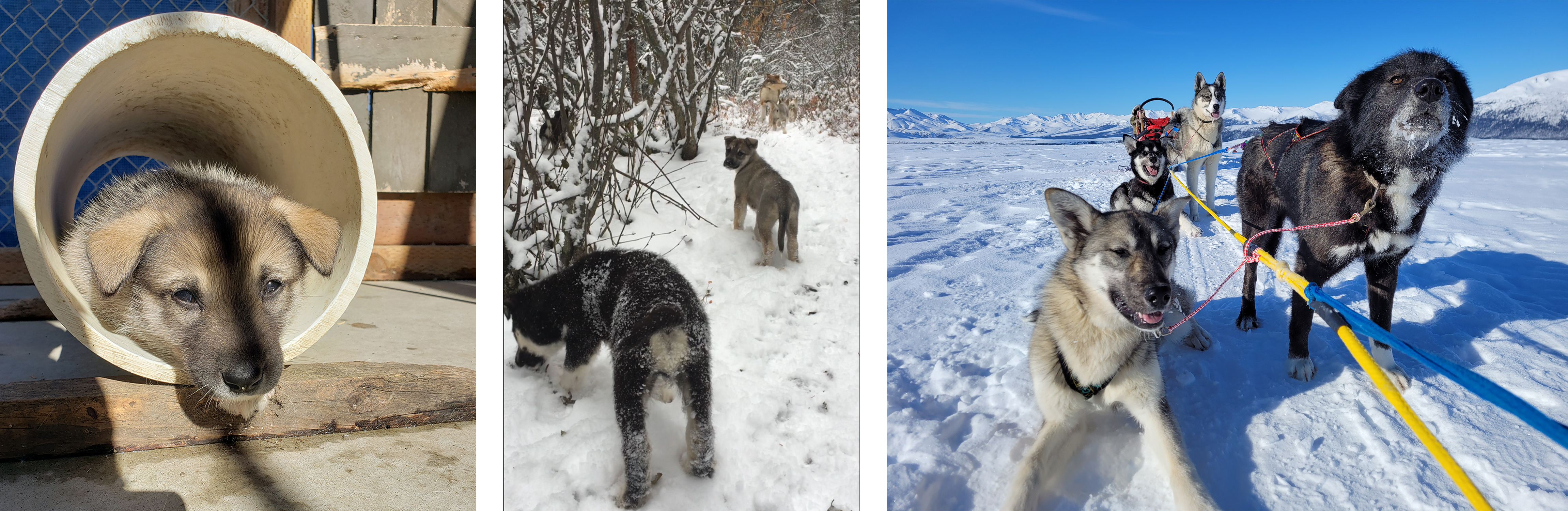 Three photos of a tan puppy growing up