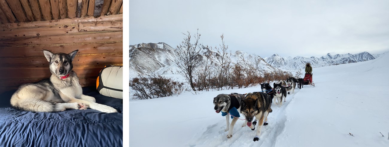 Two photos of a tan sled dog