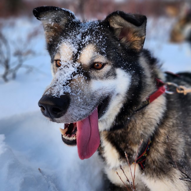 grey dog lays in snow with tongue out