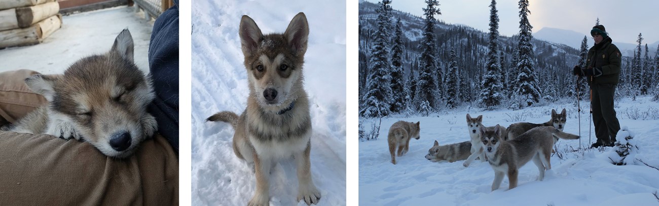 Three photos of a tan husky puppy
