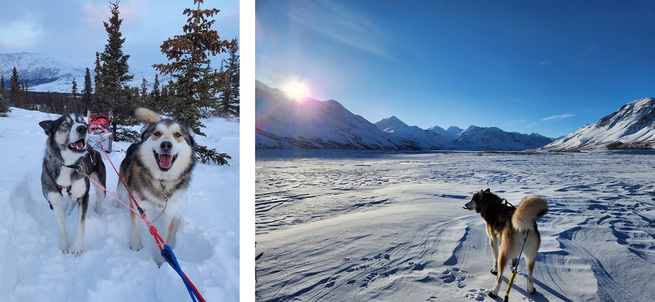 Two photos of Nucha, the sled dog