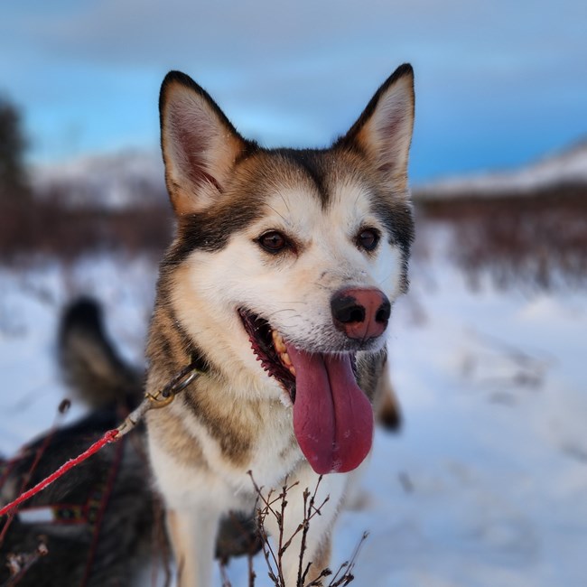 Tan dog stands with its tongue out