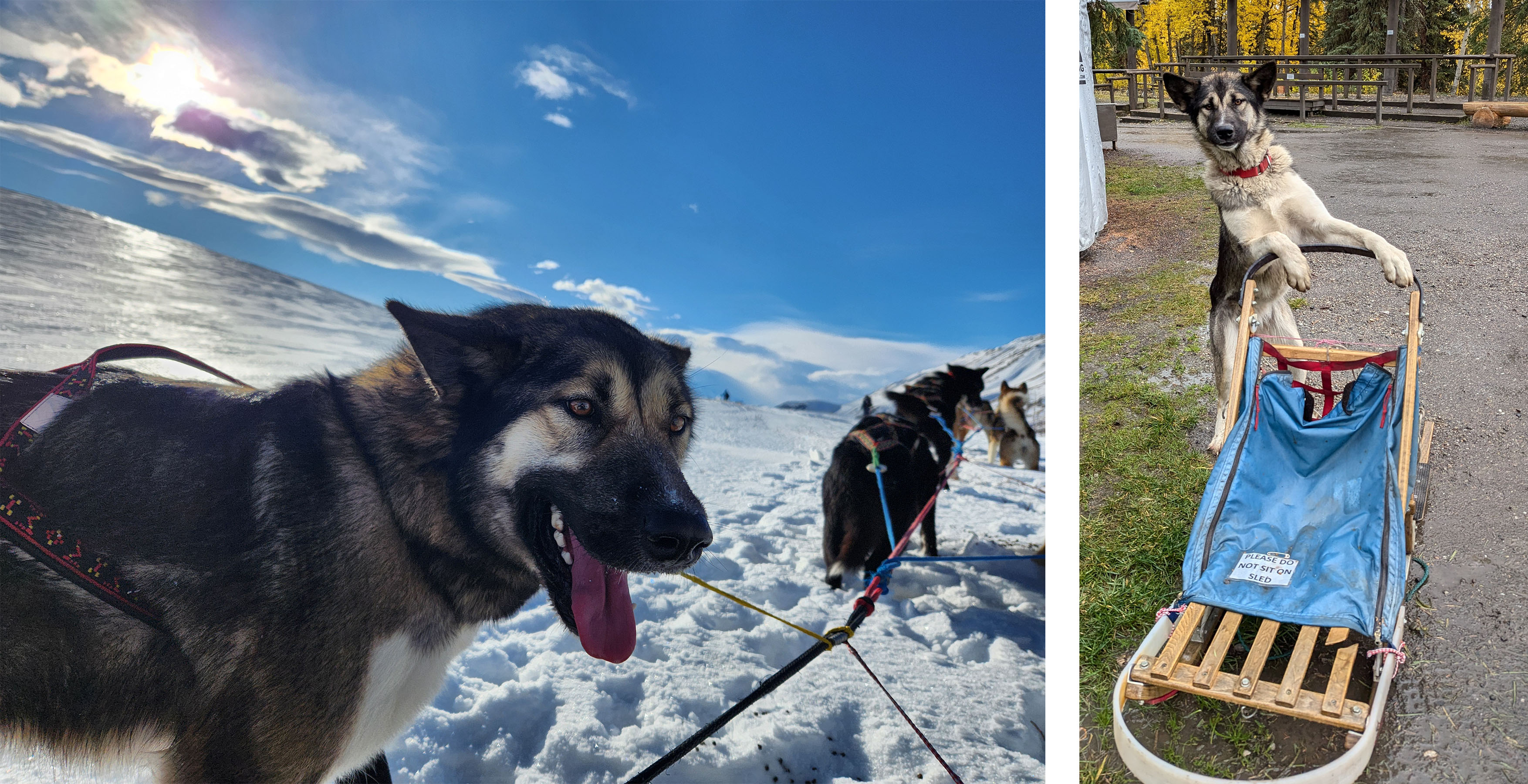 A sled dog stands in the sun, a husky poses on the back of a small sled