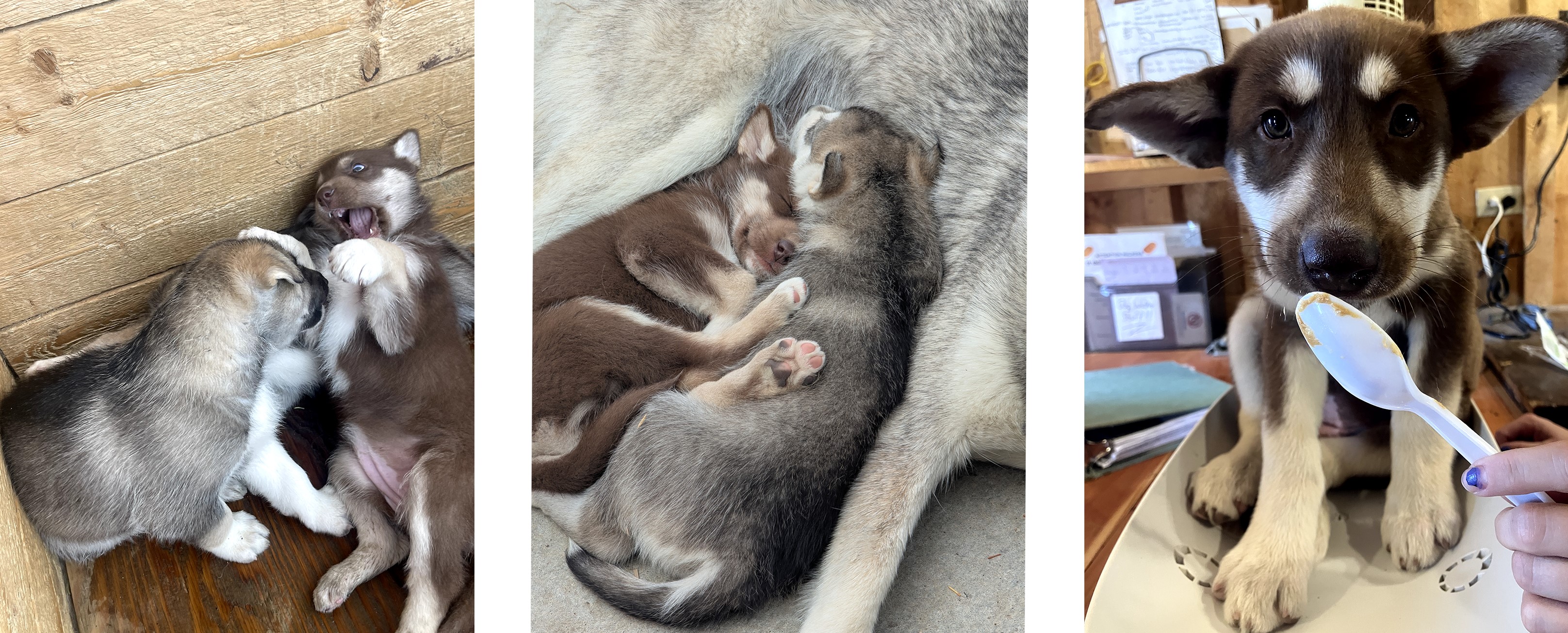 three photos of a brown sled dog puppy