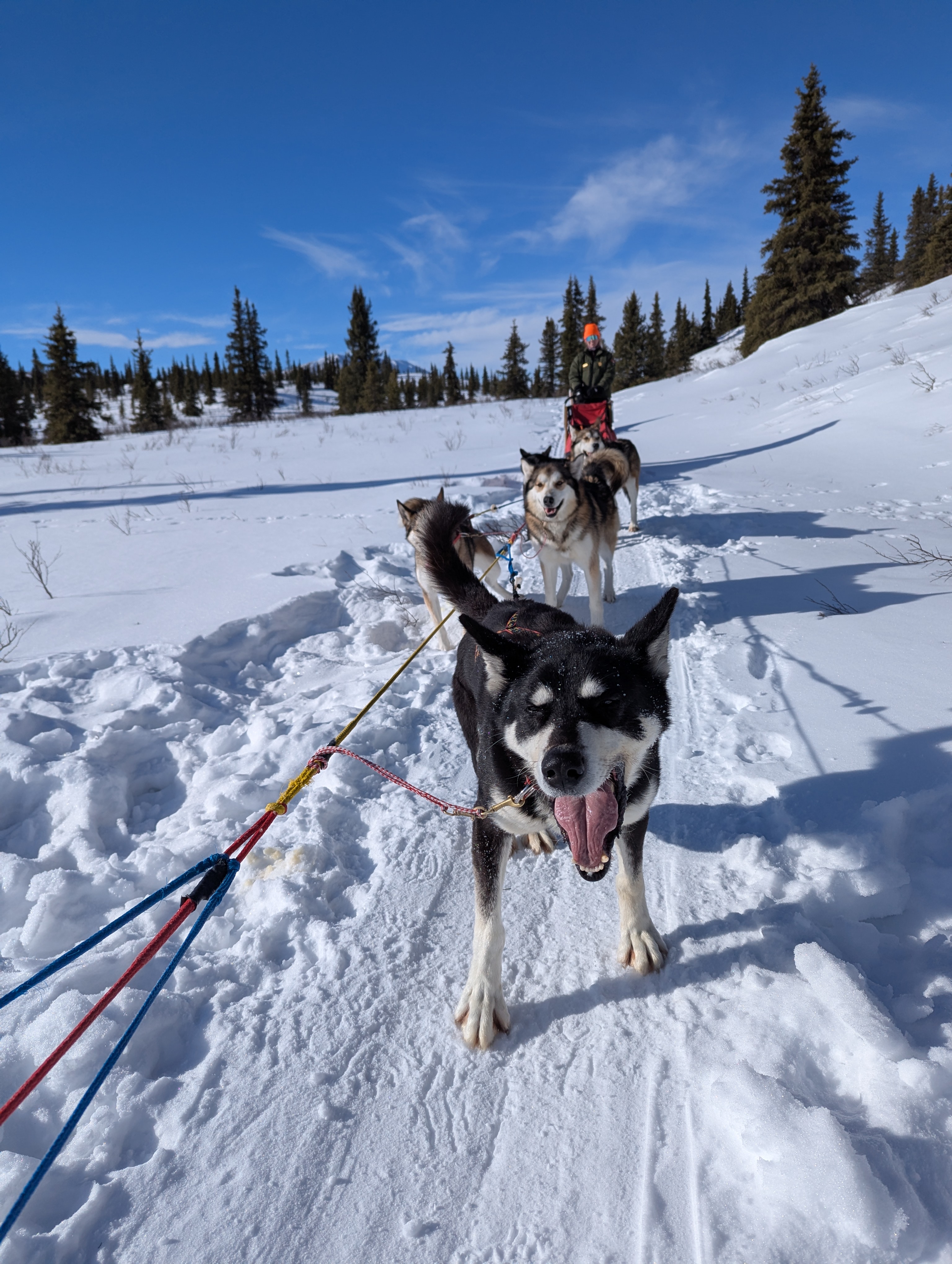 a sled dog happily barks while stopped in front of a sled