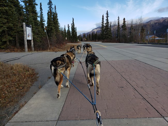 A team of six dogs wearing harnesses trot along a paved pathway.